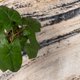 thumbnail image 5 of Alfombra Oak 160X230 C0745A, 5 of 6