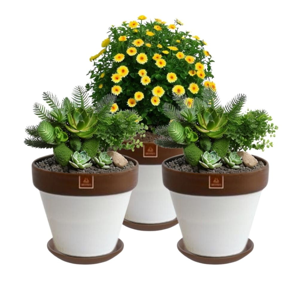 Mestiza - Set De 3 Maceta Kony 24cm Morena Blanco Y Sus Platos