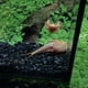 thumbnail image 3 of Huevos de triops Red Longicaudatus GREEN WATER FARM, 200 unidades, 3 of 8