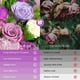 thumbnail image 3 of Ramo de flores preservadas Tyvouflo Eternal Rose Purple, 3 of 8