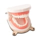 thumbnail image 5 of Niños Vida Práctica Cepillado Dientes Modelo Ocupado Tablero Accesorios Para Niños, 5 of 5