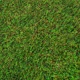 thumbnail image 2 of Pasto Sintetico 25mm Rollo 2x3 Metros Realista Con Memoria Guiza, 2 of 8