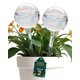 thumbnail image 1 of Globos de riego para plantas PlanKKers medianos, 2 piezas, iridiscentes, 1 of 7