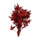 thumbnail image 1 of Ramo De Flores Secas Para Boda, Fiesta, Cocina, Planta, Tallo, Dodonaea Viscosa, Rojo, 1 of 5