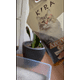 thumbnail image 2 of Arena Gato Bentonita Premium 4 Kg Dog Republic, 2 of 5