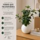 thumbnail image 5 of Planta Artificial Ficus Decorativa Maceta Decoracion Hogar beige, 5 of 9