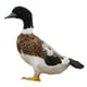 thumbnail image 3 of Animal Artificial Realista Mini Decoración De Jardín Emplumada Figura Pato, 3 of 3