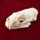 thumbnail image 5 of CLLOEAT de taxidermia con calavera de animal real, visón y gato, para educación, 5 of 6