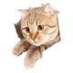 thumbnail image 2 of Pegatina Divertida Para Inodoro De Gato De Dibujos Animados, Funda Para Asiento De Inodoro, Pegatina Para Lavabo De Ba?o, 21cm X 23cm, 2 of 5