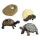 thumbnail image 5 of Juguete de Tortuga de Ciclo de Vida, Modelo de Biología Educativa para Niños de 3 a 6 años, Accesorios de Enseñanza Realistas, Figuras de Animales, Ki, 5 of 5