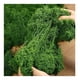 thumbnail image 2 of Musgo preservado 20g  de eco & deco, natural y decorativo para Terrarios, 2 of 2