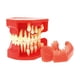 thumbnail image 2 of Dental Pathological Typodont Teeth Model Periodontics Implant Endodontic Caries Treatment Typodont Model Adult Children Teeth, 2 of 2