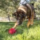 thumbnail image 2 of Pelota Dog Fetch Toy KONG de goma natural duradera para perros grandes, 2 of 8