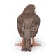 thumbnail image 5 of Figura Papo Wild Animal Kingdom Robin 50275 para niños mayores de 3 años, 5 of 7