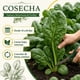 thumbnail image 4 of Semillas Espinaca Monstruosa de Viroflay Brisol, 4 of 5