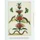 thumbnail image 5 of 40 - Seba. Cabinet Of Natural Curiosities, 5 of 6