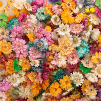 Genérico - Flores Secas Para Manualidades O Decoración