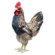 thumbnail image 1 of Modelo De Gallina Realista Estatua De Pollo Realista Estatuilla De Animal Realista M, 1 of 4