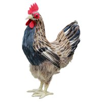 Bothyi - Modelo De Gallina Realista Estatua De Pollo Realista Estatuilla De Animal Realista M