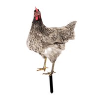 Ioensy - Estatua De Jardín De Pollo, Estaca, Adorno De Césped Para Gallina, Regalo Exterior, Patio De Gallo, Estilo Artístico A