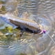 thumbnail image 3 of Kit de Línea Nivel de Pesca Tenkara DRAGONtail 30 m, 3 of 4
