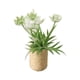 thumbnail image 5 of 1/12 Simulación De Adorno De Bonsái De Flores En Miniatura Para Decoración De Patio Blanco, 5 of 5