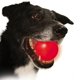 thumbnail image 4 of Pelota LED para perros Nite IZE MTLP-08-10 MeteorLight K-9, roja, 4 of 5