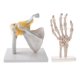 thumbnail image 3 of 1: 1 Junto Con El Hombro Funcional Humano Con Ligamento Y Modelo De Esqueleto De Mano, 3 of 4