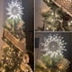 thumbnail image 5 of CHENXIN Pearl Bouquet 50 piezas de 25 cm Puntas de flores doradas, 5 of 7