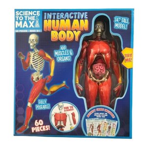 Modelo Anatómico Interactivo Cuerpo Humano 35 Cm 60 Piezas Learning Resources
