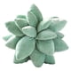 thumbnail image 4 of Suculentas Cactus Throw Pillow Novedad Cojín Suave Casa De Campo Decoración Para El Hogar Juguete Verde Oscuro 25cm, 4 of 5