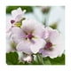 thumbnail image 2 of Loción corporal Weleda Mallow 200 ml Sensitive Care, 2 of 2