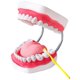 thumbnail image 1 of Modelo de Dientes Ceonam 24x13 cm 6X Agrandado con Lengua y Cepillo, 1 of 7
