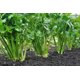 thumbnail image 4 of Semilla Apio Verdura Las Encinas para Huerto y Cultivo, 4 of 4