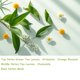 thumbnail image 4 of Perfume Elyscentra Pheromone Jade Tea, 10 ml, para mujeres y hombres, 4 of 8
