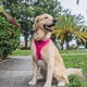 thumbnail image 4 of Arnés para perro EcoBark Max Comfort sin tirones, fucsia, 4 of 8