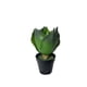 thumbnail image 1 of Succulent Verde 28cm, 1 of 2