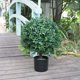 thumbnail image 5 of Bola topiaria de boj artificial Sunnyglade, 55 cm, resistente a los rayos UV, 5 of 7