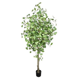 Corel - Planta Decorativa Arbol De Ginko 240Cm