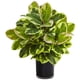 thumbnail image 1 of Planta de caucho artificial casi natural con cilindro brillante, 1 of 5