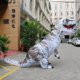 thumbnail image 2 of Disfraz Dinosaurio T Rex Inflable para Niños y Adultos Halloween, 2 of 3
