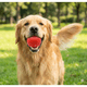 thumbnail image 3 of Pack de 3 Pelotas Juego Con Rebote Mascotas Gatos Perros, 3 of 5