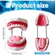 thumbnail image 2 of Modelo de Dientes Ceonam 24x13 cm 6X Agrandado con Lengua y Cepillo, 2 of 7