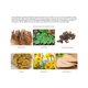 thumbnail image 5 of Aceite de masaje Teentop 10 ml para hombres – Aceite esencial energizante, 5 of 8