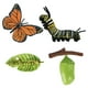 thumbnail image 1 of Juguetes De Ense?anza De Aprendizaje De Educación Infantil De Crecimiento De Mariposa De Naturaleza Realista, 1 of 3