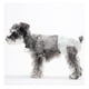 thumbnail image 1 of Pañales Desechables Para Mascota Perras Hembras Talla M/l/xl blanco L:  Circunferencia máxima de cintura 52cm, 1 of 4