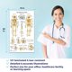 thumbnail image 5 of Set de pósters de anatomía: El arte de la ciencia y la medicina: 12 pósters, 5 of 7