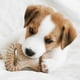thumbnail image 4 of Chew Toys Benebone Puppy, paquete de 2 unidades, masticable y espoleta dental para perro, 4 of 6