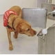thumbnail image 5 of Kit Inicial De Olfato Para Perros Set De 4 Frascos, 5 of 8
