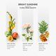 thumbnail image 3 of Aceite difusor Hotel Scents AROMAPLAN Bright Sunshine, 148 ml (paquete de 2), 3 of 7